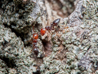 Crematogaster scutellaris. Mediterranean Acrobat Ant