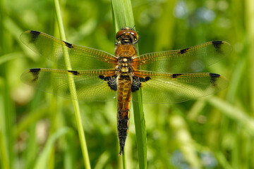 Four-spotted chaser  (Libellula quadrimaculata), also known as four-spotted skimmer.