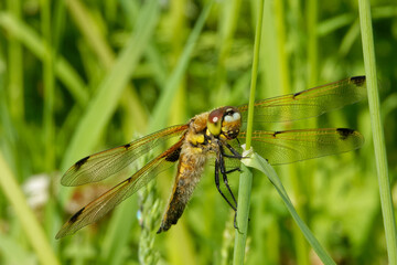 Four-spotted chaser  (Libellula quadrimaculata), also known as four-spotted skimmer.