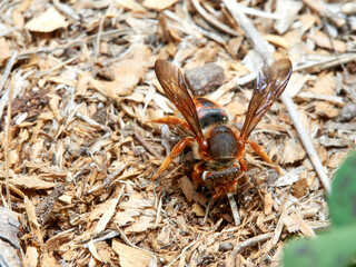 Red bee. Rhodanthidium sticticum.