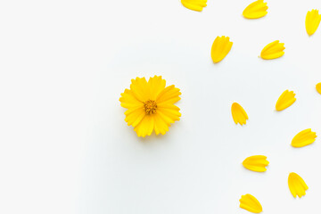 yellow petals on a white background, background with petals, colored background 