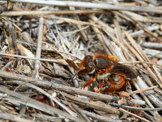 Red bee. Rhodanthidium sticticum.