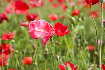 花畑 赤い花 ポピー 春の風景 綺麗 美しい  晴れ 野原 グリーン 満開 かわいい