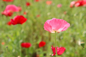 花畑 赤い花 ポピー 春の風景 綺麗 美しい ピンク 大輪 優美 グリーン かわいい