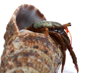 Hermit crab. Clibanarius erytrhopus