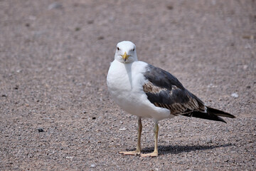 seagull on the beach