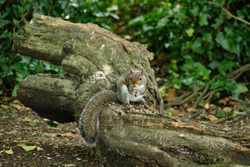 Squirrel on trunk
