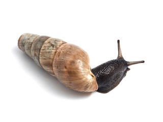 Decollate Snail. Rumina decollata.