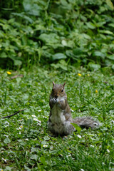 squirrel on the grass