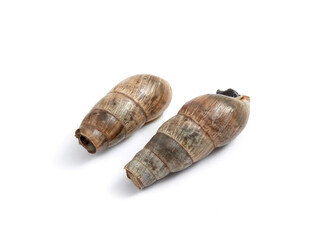 Decollate Snail. Rumina decollata.