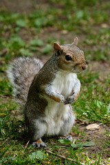 squirrel in the park