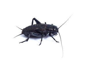 Black Cricket. Gryllus bimaculatus