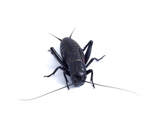 Black Cricket. Gryllus bimaculatus