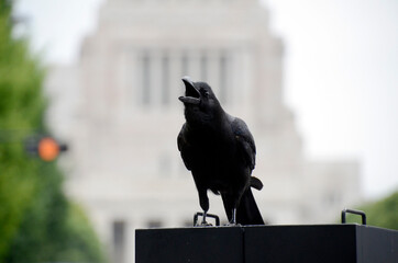 国会とカラス