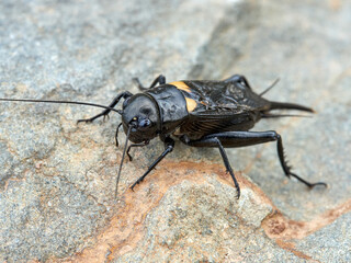Black Crickets. Gryllus bimaculatus