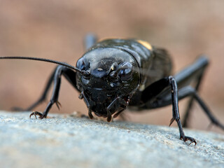 Black Crickets. Gryllus bimaculatus