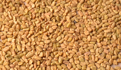 Organic fenugreek seeds, ingredient in Indian cuisine.