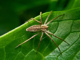 Nursery Web Spider. Pisaura mirabilis