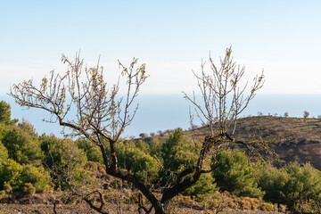 almond tree with few leaves
