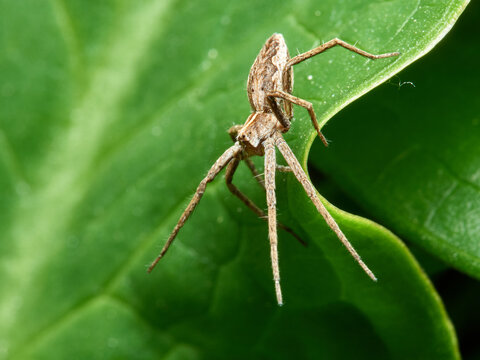 Nursery Web Spider. Pisaura mirabilis
