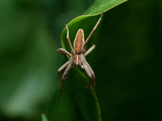 Nursery Web Spider. Pisaura mirabilis