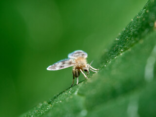 Moisture fly. Pericomini tribe