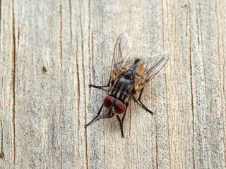 Musca autumnalis. Face Fly