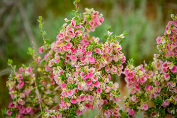 Beautiful wild flowers in the steppe
