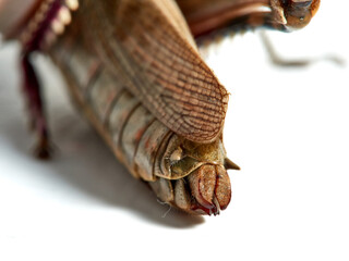 Grasshopper in a white background. Eyprepocnemis plorans