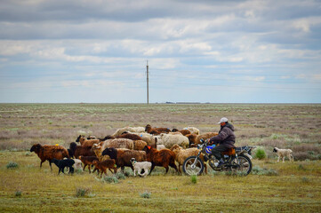 Shepherd on a motorcycle with his flock in the steppe