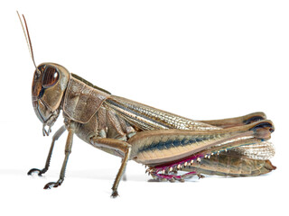 Grasshopper in a white background. Eyprepocnemis plorans