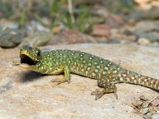 Eyed Lizard. Timon lepidus