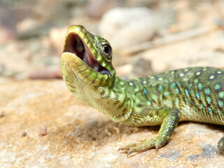 Eyed Lizard. Timon lepidus
