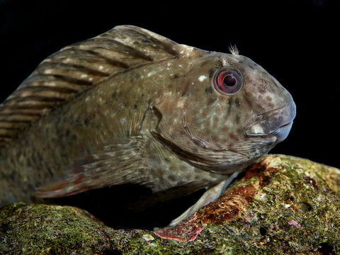 The rusty blenny or Black Sea blenny , Parablennius sanguinolentus.