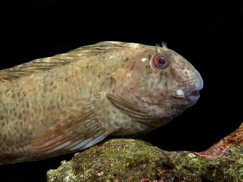 The rusty blenny or Black Sea blenny , Parablennius sanguinolentus.