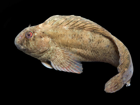 The rusty blenny or Black Sea blenny , Parablennius sanguinolentus.