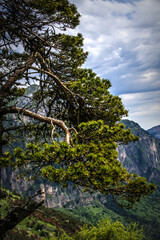 Obraz premium tree in the mountains