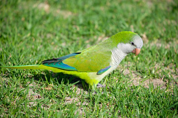 Monk parakeet. Myiopsitta monachus