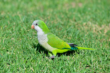 Monk parakeet. Myiopsitta monachus