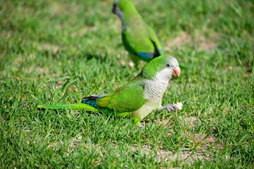 Monk parakeet. Myiopsitta monachus