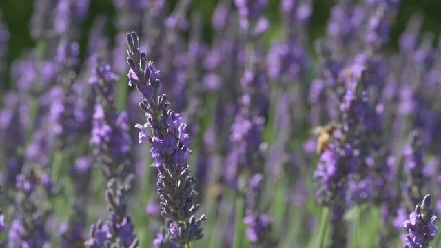 Lavanda
