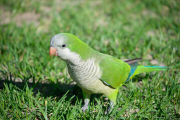 Monk parakeet. Myiopsitta monachus