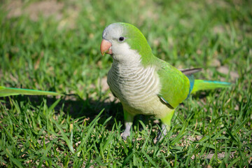 Monk parakeet. Myiopsitta monachus