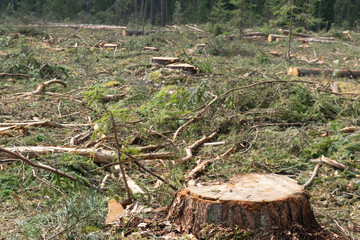 Fototapeta premium View of the stump of a freshly cut tree. Environmental damage