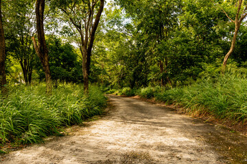 Dirty road in the forest on the mountain