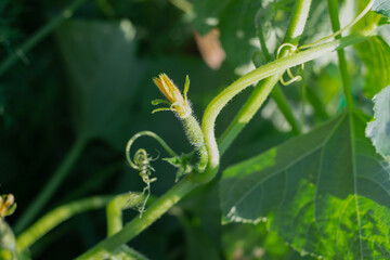 Ovaries of small cucumbers with flowers in a garden bed.