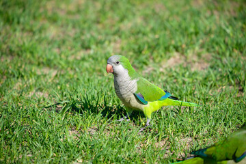 Monk parakeet. Myiopsitta monachus