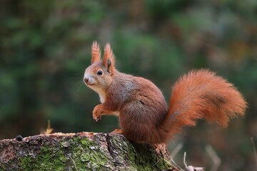 Naklejka na ściany i meble Cute european red squirrel sitting on the tree stump. Sciurus vulgaris