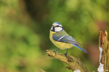 Cute blue tit sitting on the branch. Portrait of a little titmouse. Cyanistes caeruleus