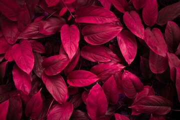 Red leaves for background or wallpaper and design. Red nature background